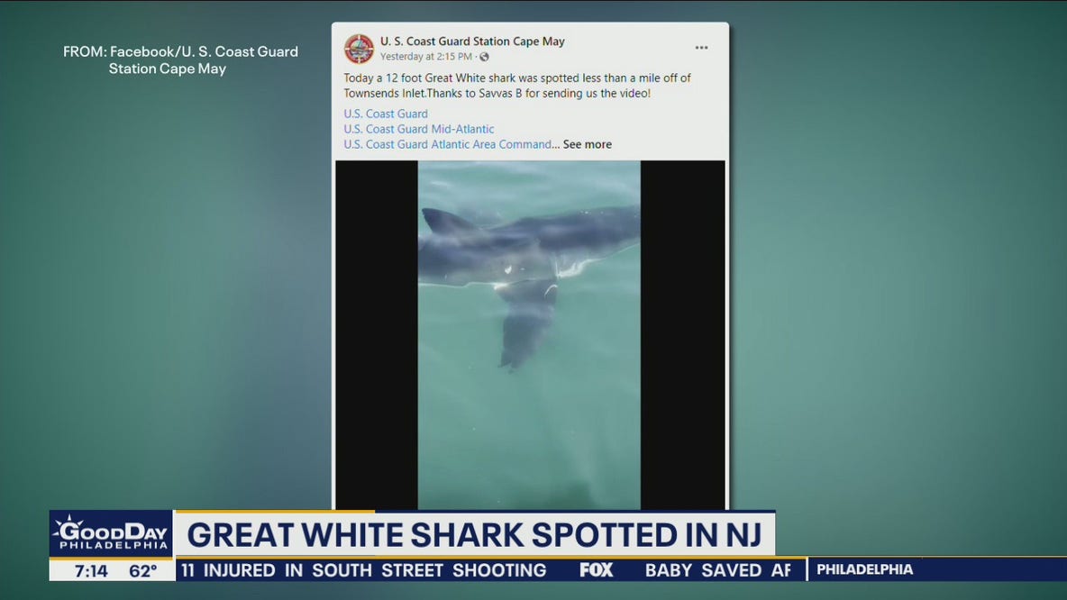 Great White Shark spotted in New Jersey